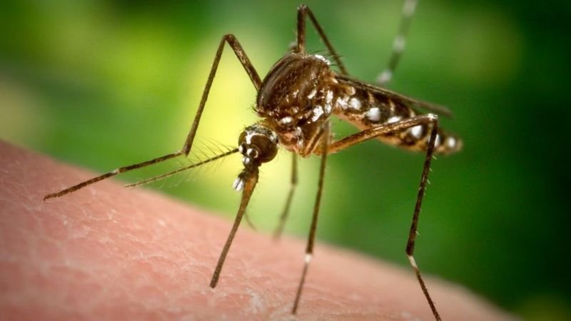 لماذا يلدغ البعوض بعض الأشخاص أكثر من غيرهم؟ العلماء يكشفون السبب